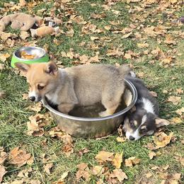 American Corgi Puppies from Whitecreek Corgis of Columbus, IN