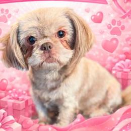 Willow - Lilac female Shih Tzu puppy in Berkeley Springs, West Virginia from Sandridge Shih Tzus