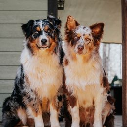 Beau - Red merle male Australian Shepherd puppy in Sioux Falls, Sd Area, South Dakota from Diamond Aussies N the Rough