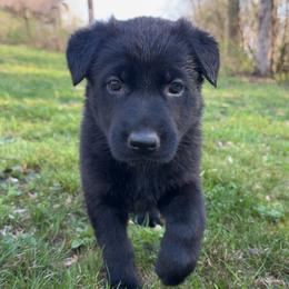 Purple collar - Black female German Shepherd puppy in Cumberland Gap, Tennessee from Royal Port K-9