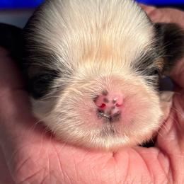 HG2 - Gold and white female Shih Tzu puppy in Madras, Oregon from Maridee’s ShihTzu