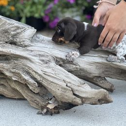 Dachshund Puppies from Penny Huxtable