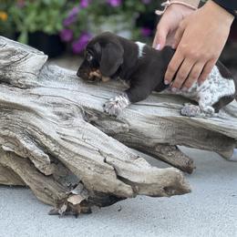 Dachshund Puppies from Penny Huxtable
