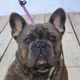 Squiggy - French Bulldog