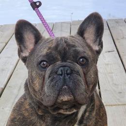 Squiggy - French Bulldog
