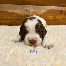 RB1 - Tri-Roan male English Springer Spaniel puppy in Britton, South Dakota from K&S Canines