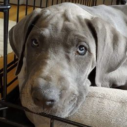 Great Danes from Dandelion Farm Dogs