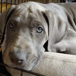 Great Danes from Dandelion Farm Dogs