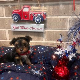 Bella - Black and tan female Yorkshire Terrier puppy in Bryan, Texas from Shayle's Yorkie Pups