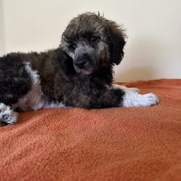 Poodle Puppies from Paddock's Purebred Poodles
