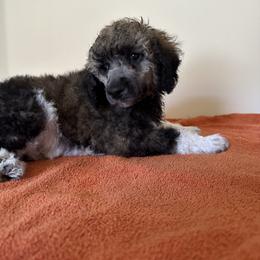 Poodle Puppies from Paddock's Purebred Poodles