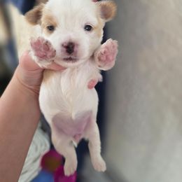 Bell - Yorkshire Terrier