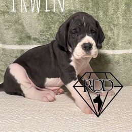 Irwin - Mantle Great Dane puppy in Huntsville, Alabama from Rough Diamond Danes