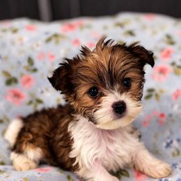 Girl 2 - Chocolate, tan and white female Yorkshire Terrier puppy in Bolton, Connecticut from Elle Yorkies