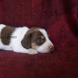 Peach - Chocolate and tan female Dachshund puppy in Apple Valley, California from Socaldoxies
