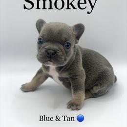 French Bulldog Puppies from Heaven Lee French Bulldogs