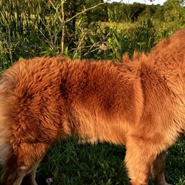 Aussiedoodles, Australian Shepherds, and Bernedoodles from Soap Creek Kennels