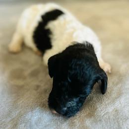 Juliette - Parti female Poodle puppy in Arabi, Georgia from Huckadoodle Farm