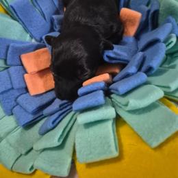 Sapphire - Black female Havanese puppy in Richmond, Texas from Marcia Hamlet
