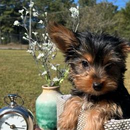 Flint - Black and tan male Yorkshire Terrier puppy in Guntersville, Alabama from Lisa’s Little Yorkies
