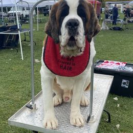 Saint Bernard Puppies from Ostara Kennel