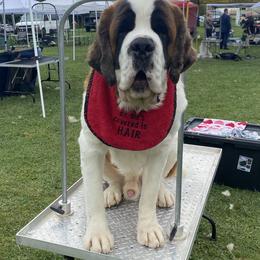 Saint Bernard Puppies from Ostara Kennel