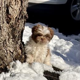 Carli - Liver and white female Shih Tzu puppy in Tennessee from Cutshall Babies