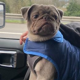 Buzz Pug’Year - Pug