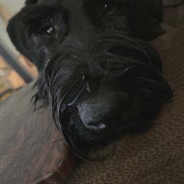 Cerberus - Giant Schnauzer