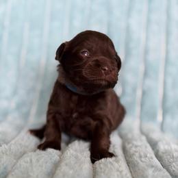 Blue Collar boy - Liver male Miniature Schnauzer puppy in Sterling, Idaho from Sterling Schnauzer's