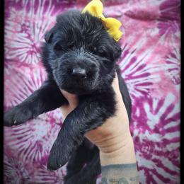 Pina Colada - Black female German Shepherd puppy in Fort Jennings, Ohio from Von Holtzapple German shepherds