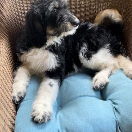 Bernedoodle Puppies from High Peaks Bernedoodles