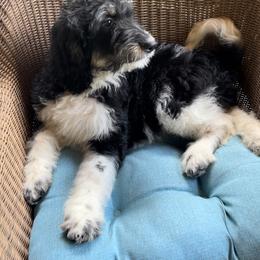 Bernedoodle Puppies from High Peaks Bernedoodles