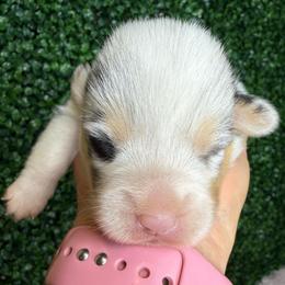 Male blue merle - White and black male Pembroke Welsh Corgi puppy in Glendale, Arizona from CorgiholicsAz