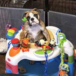 Bulldog Puppies from K & K Little Blessings