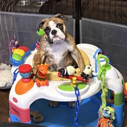 Bulldog Puppies from K & K Little Blessings