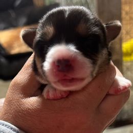 Girl 4 - Black and white female Cardigan Welsh Corgi puppy in Buskirk, New York from Hana-K’s Cardigan Welsh Corgis