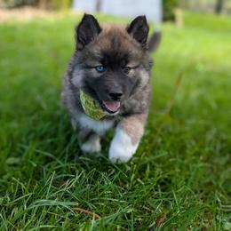 Gretchen - Agouti and white Siberian Husky puppy in Coshocton, Ohio from Wyant Farms