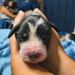 Girl 1 - Brown and white female Saint Bernard puppy in Clover, South Carolina from Sweetest Saints