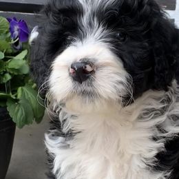 Bernedoodles from Oodles of Doodles to Love