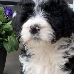 Bernedoodles from Oodles of Doodles to Love