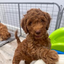 Forky - Red  male Goldendoodle puppy in Moreno Valley, California from Rainbow SoCal Doodles