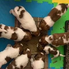 Nederlandse Kooikerhondje Puppies from Sunshine Kooikers