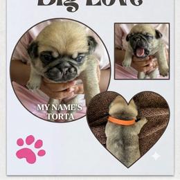 Torta - Fawn female Pug puppy in Pensacola, Florida from Maritza's Pugs