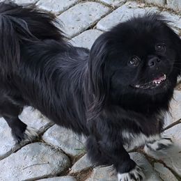 Pearl - Shih Tzu