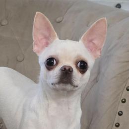 Mercedes - Cream and white female Chihuahua puppy in Alaska from Snowy Mountains Chihuahua