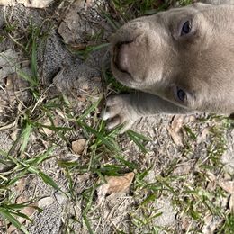 American Bully Puppies from South Georgia Pitbull & Bully Kennel