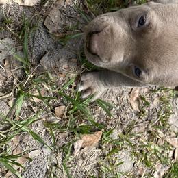 American Bully Puppies from South Georgia Pitbull & Bully Kennel