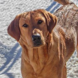 Labrador Retriever adult dog