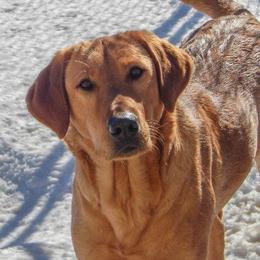 Labrador Retriever adult dog